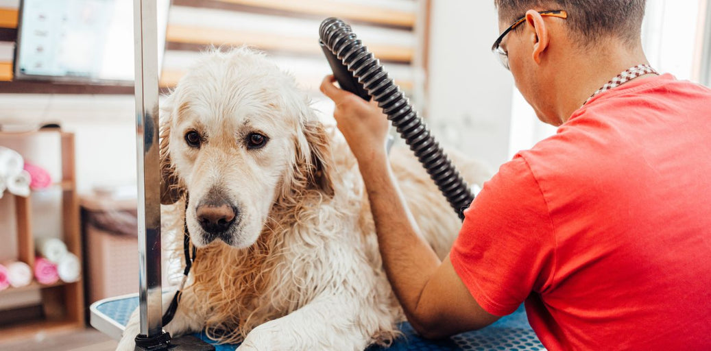 Nutrition And Supplements That Boost Coat Health