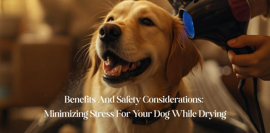 Benefits And Safety Considerations: Minimizing Stress For Your Dog While Drying