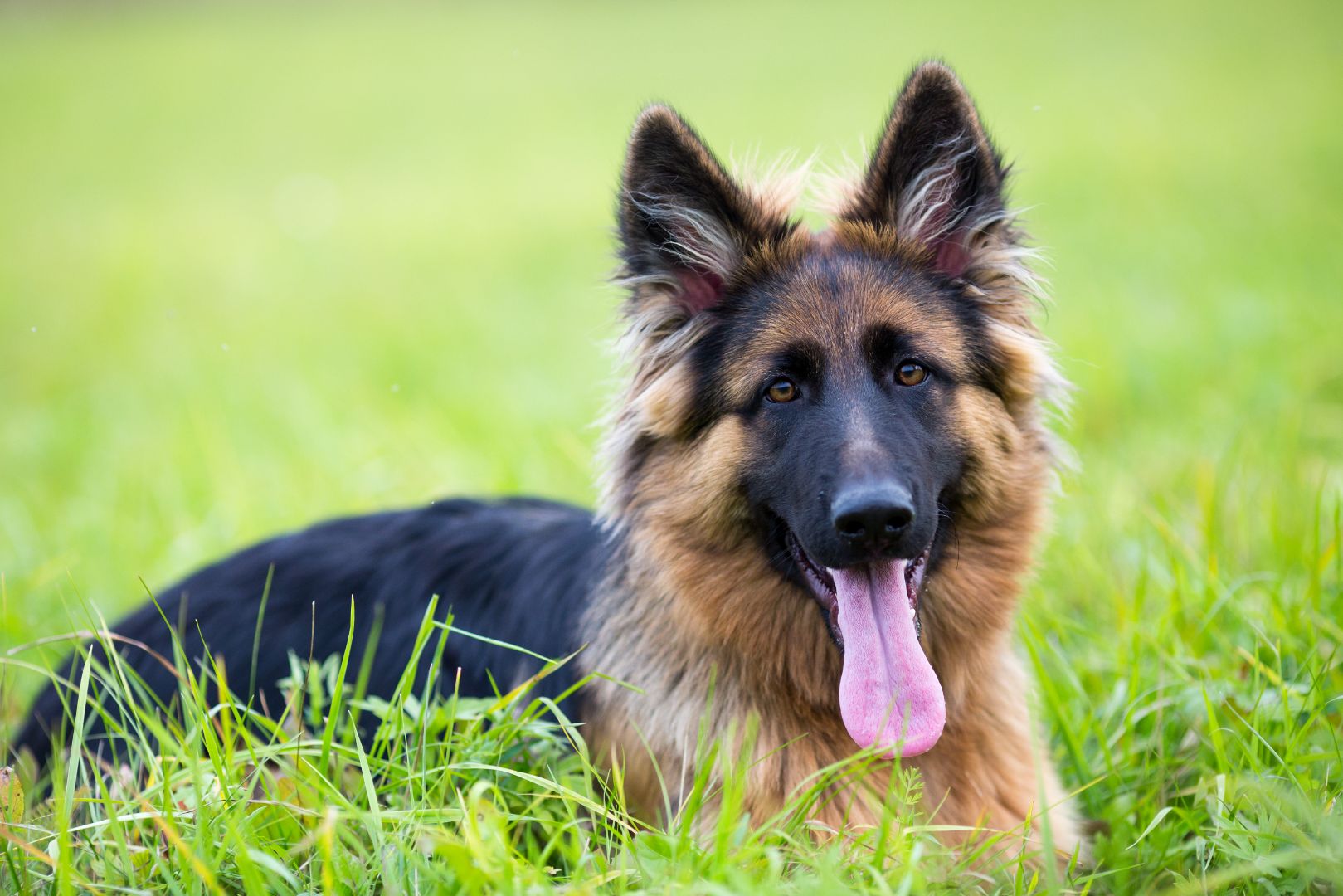 German Shepherd Dog Breed Information | Goel Vet Pharma
