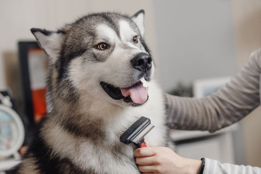 What Is The Best Brush To Use On a Husky?