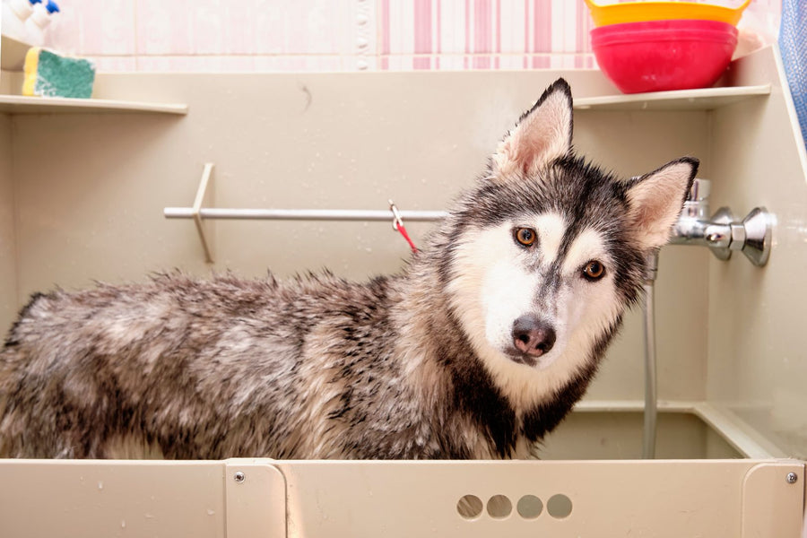 How Often Should a Husky Be Groomed?