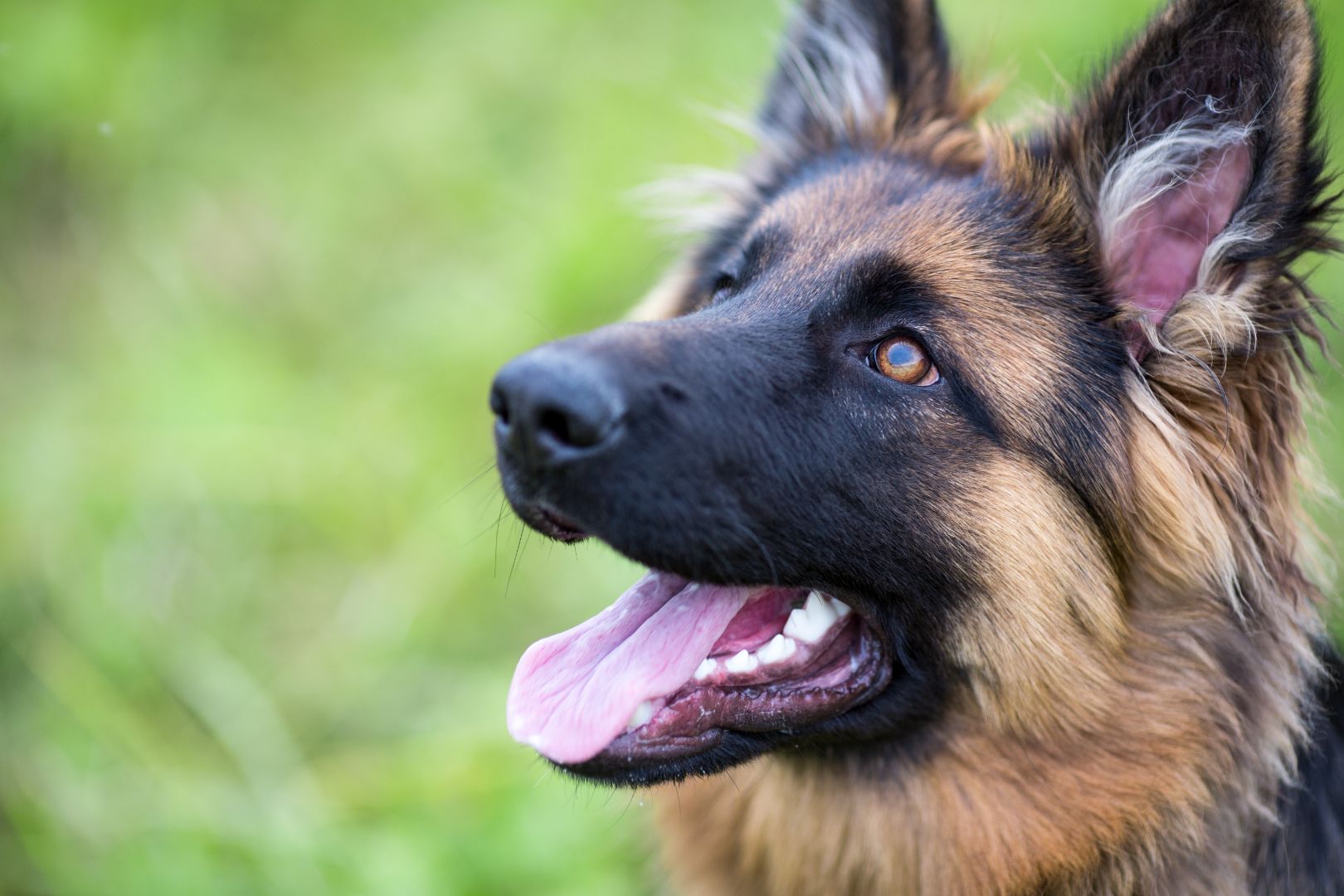 Best brush for long haired best sale german shepherd