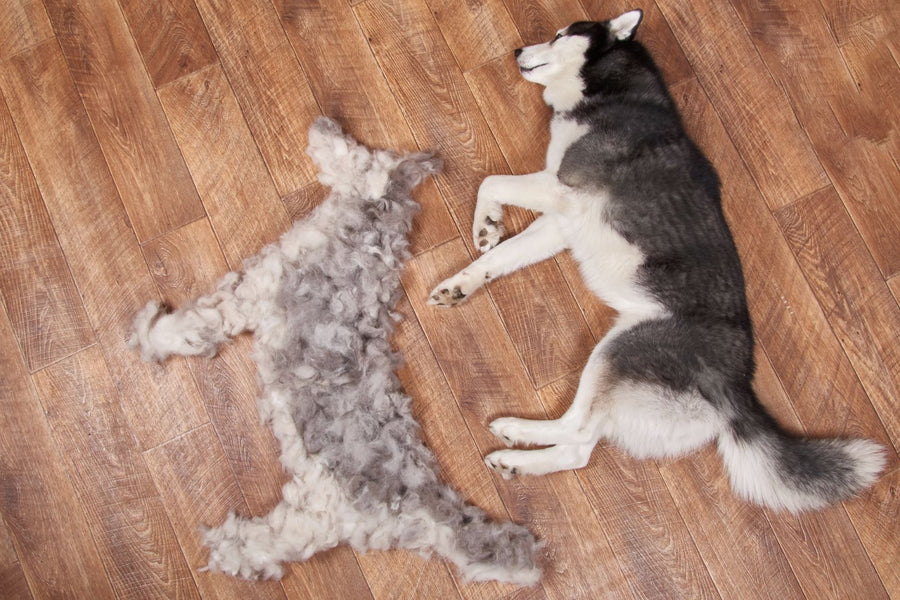 Your Guide To Husky Shedding & How To Control It