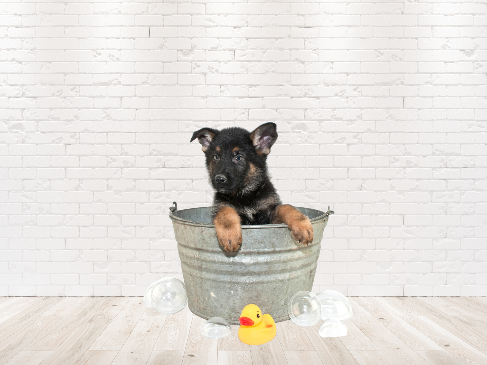 How often should you feed a german shepherd clearance puppy