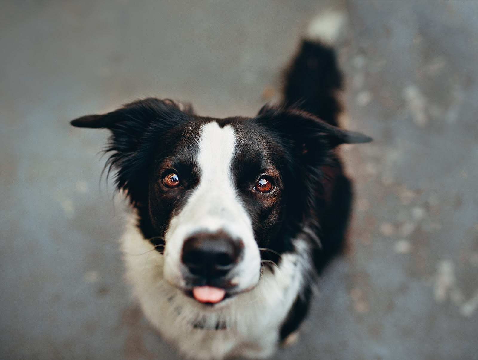 Best way to clearance deshed a dog