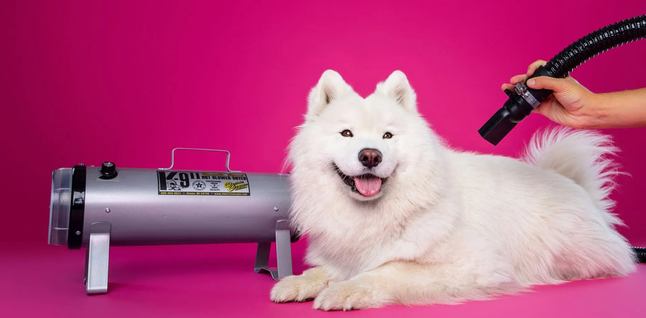 Why Grooming is as Important for Your Dog's Health as Vet Visits