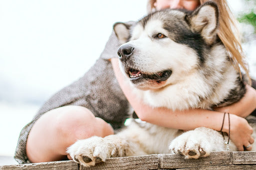 Solved: How Do Groomers Deshed Dogs-PLUS Learn How You Can Do it at Home